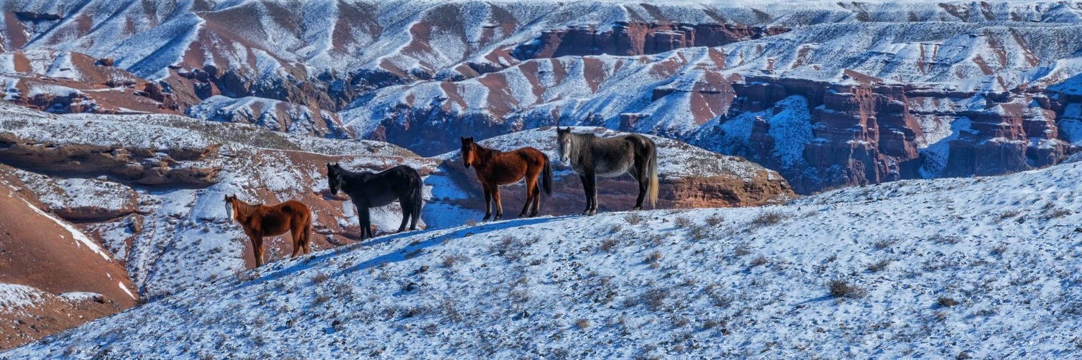 research_trip_to_kazakhstan